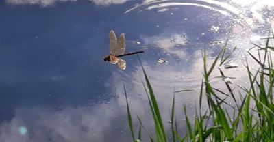 Dragonfly in flight
