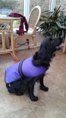 Fusher's Poppy Dog
