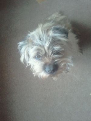 Bumblen (crinks baby)

