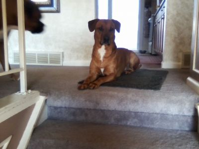 Jessicca's Frankie

