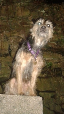 Rune's Mojo 
Was Hobbint's Mojo but Mojo wanted to live with a saner person ;P
