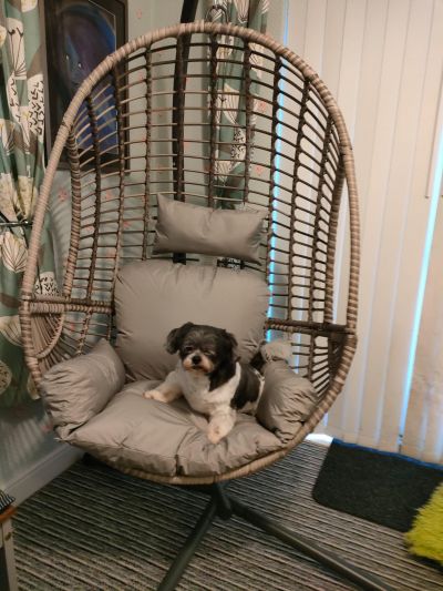 Misty and Minnie's New swinging egg chair
