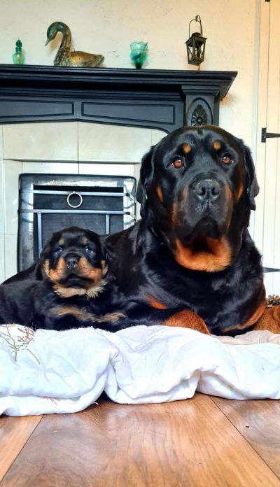 This is Bella and her new pup Charlie
