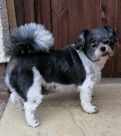 Misty's dog Minnie - especially for Bobby
