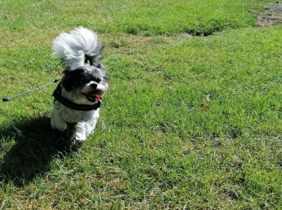 Minnie, racing across a field, on her own 4 legs - for Bobby :P
