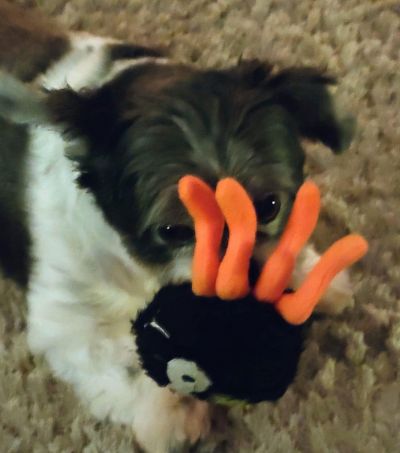 Misty's Minnie (and incy wincy spider)
