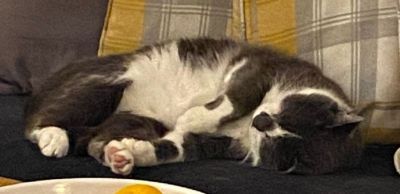 Pugwashf - Cute Daisy
