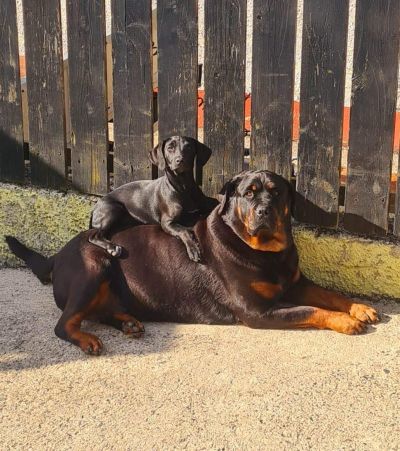 Roberta's dogs Charlie and little Milo
