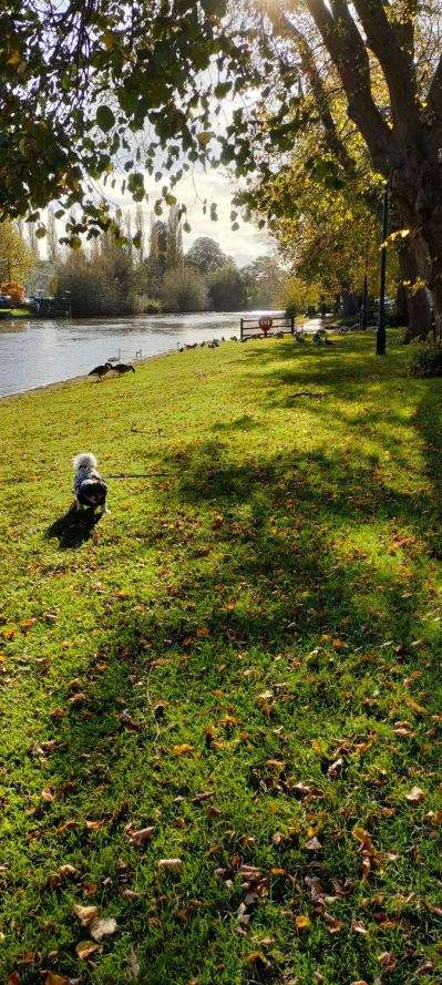 Evesham Abbey Park -Misty
