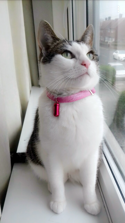 my_ruby_aww.png
