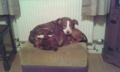 Bart and Tyke 
Which one is the 18 week pup?
