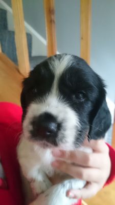 Wileyfox
Rocco  AWWWW
