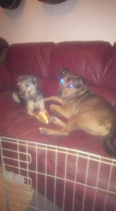 Mojo & Tyke

