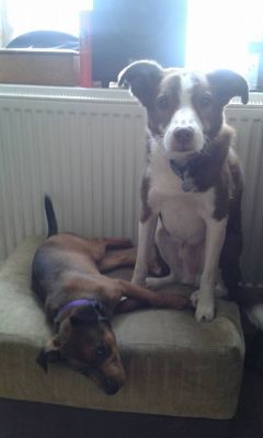 Bart n Tyke
