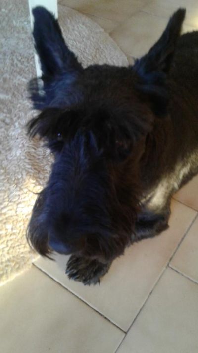 Liam's Maggie
