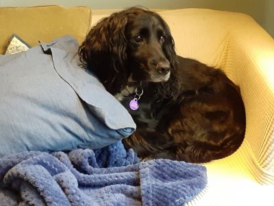Poppy likes the cushions on the sofa arranged properly...
