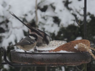 show us yer ...
coal  tit   and  long tailed  tit
