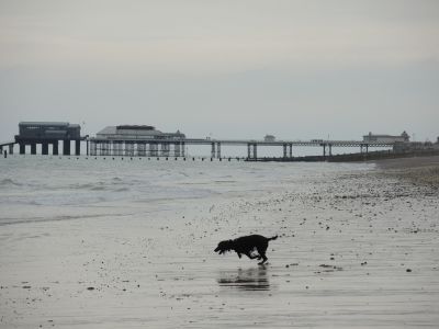 Poppy the  mad spaniel  goes mad @ Cromer
