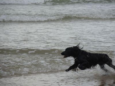 chasing seagulls....
