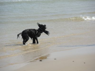look @ the ears !
