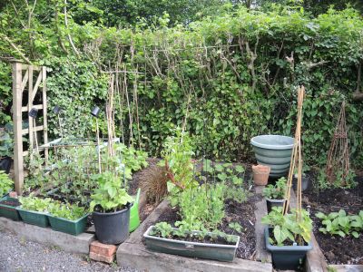 Mrs F 's raised  beds
