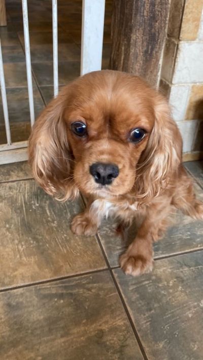 Fisherman's  new  dog Jazz
