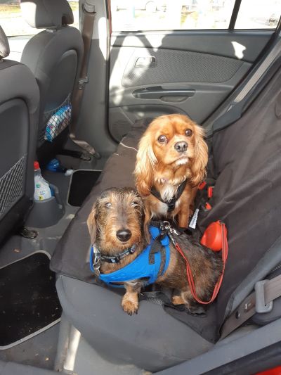 Jazz  has a  new friend ( Woody )
