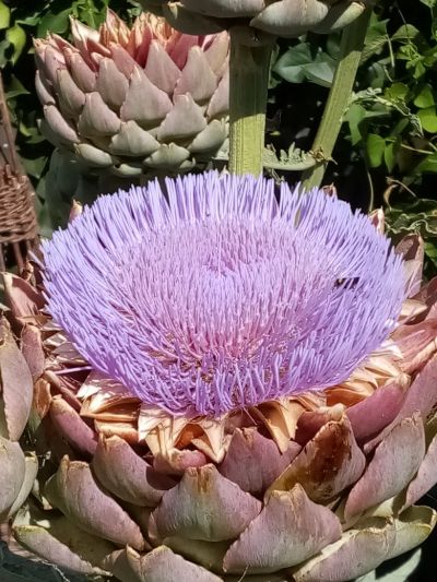 Mrs F's artichokes
