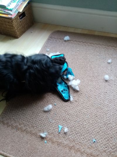 Poppy  eviscerating new toy...
