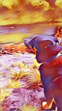 Filtered Marley
Marley down at the brook with a snazzy camera filter applied
