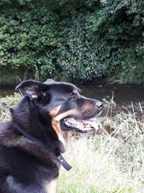 I figured as it's a dog ... it oughta be in the pets section ;P
