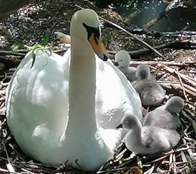 Misty's managed to spot the cygnets.....
