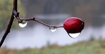 Raindrops on a twig and berry
