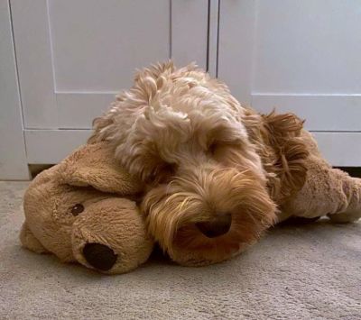 Cody
Having A Little Sleep
