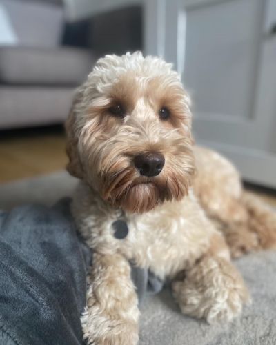 Cody
Cody Looking Cute
