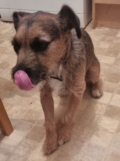 teddie
my border terrier 
