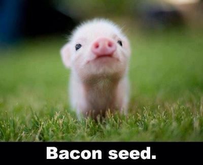 MMMMM Bacon
